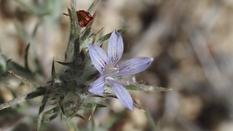 Eriastrum eremicum subsp. eremicum