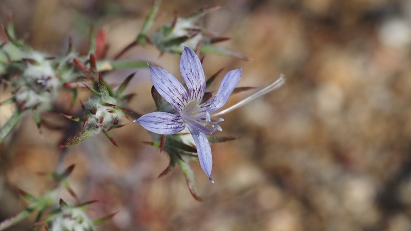 Eriastrum eremicum subsp. eremicum photo 2