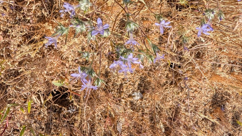 Eriastrum eremicum subsp. eremicum photo 3