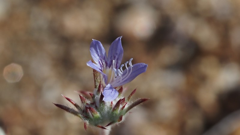 Eriastrum eremicum subsp. eremicum photo 4