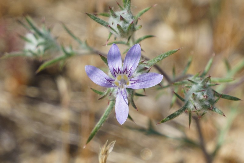 Eriastrum eremicum subsp. eremicum photo 5