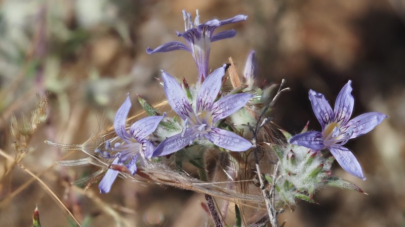 Eriastrum eremicum subsp. eremicum photo 6