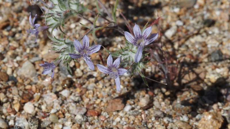 Eriastrum eremicum subsp. eremicum photo 7
