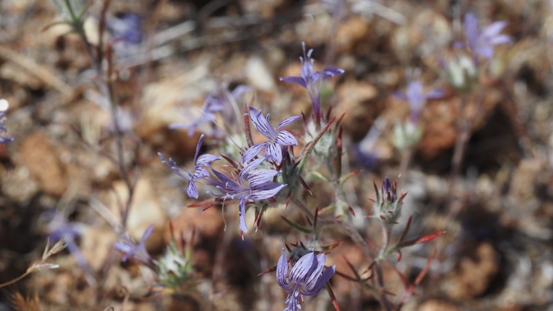 Eriastrum eremicum subsp. eremicum photo 8
