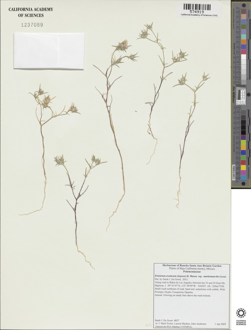 Eriastrum eremicum subsp. markianum