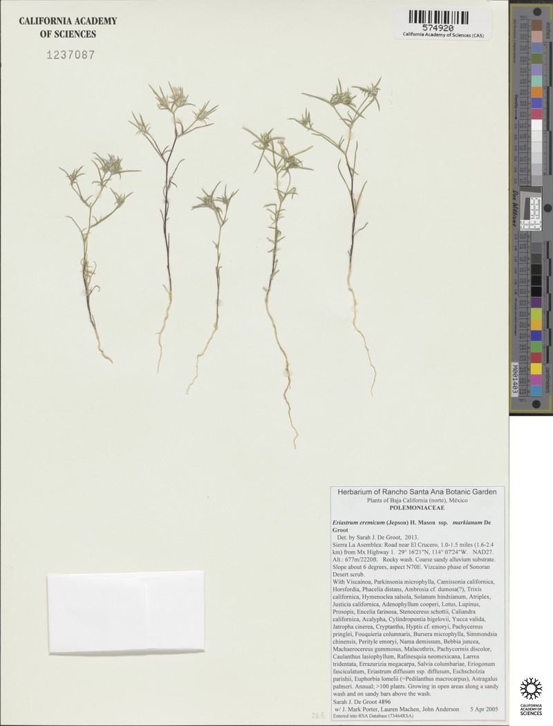 Eriastrum eremicum subsp. markianum photo 2