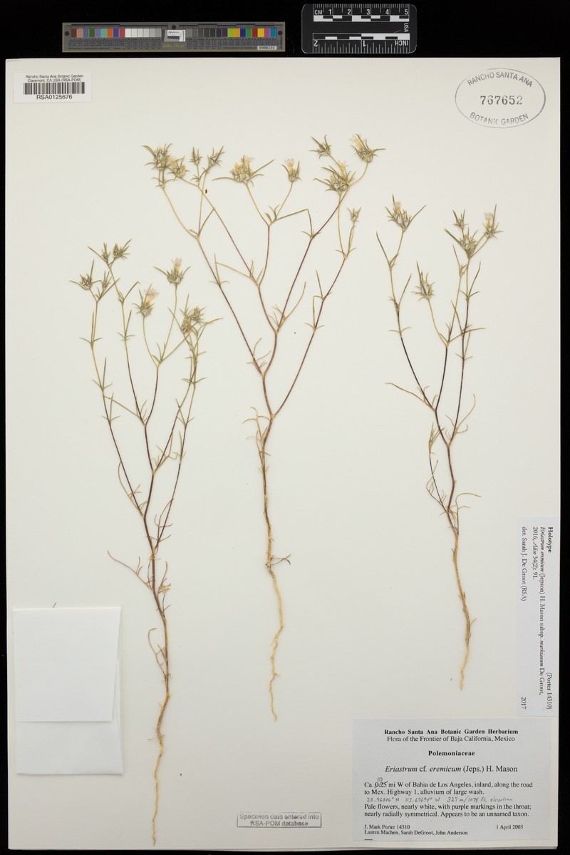 Eriastrum eremicum subsp. markianum photo 3