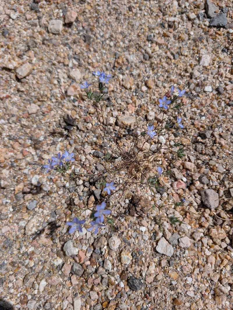 Eriastrum eremicum subsp. yageri
