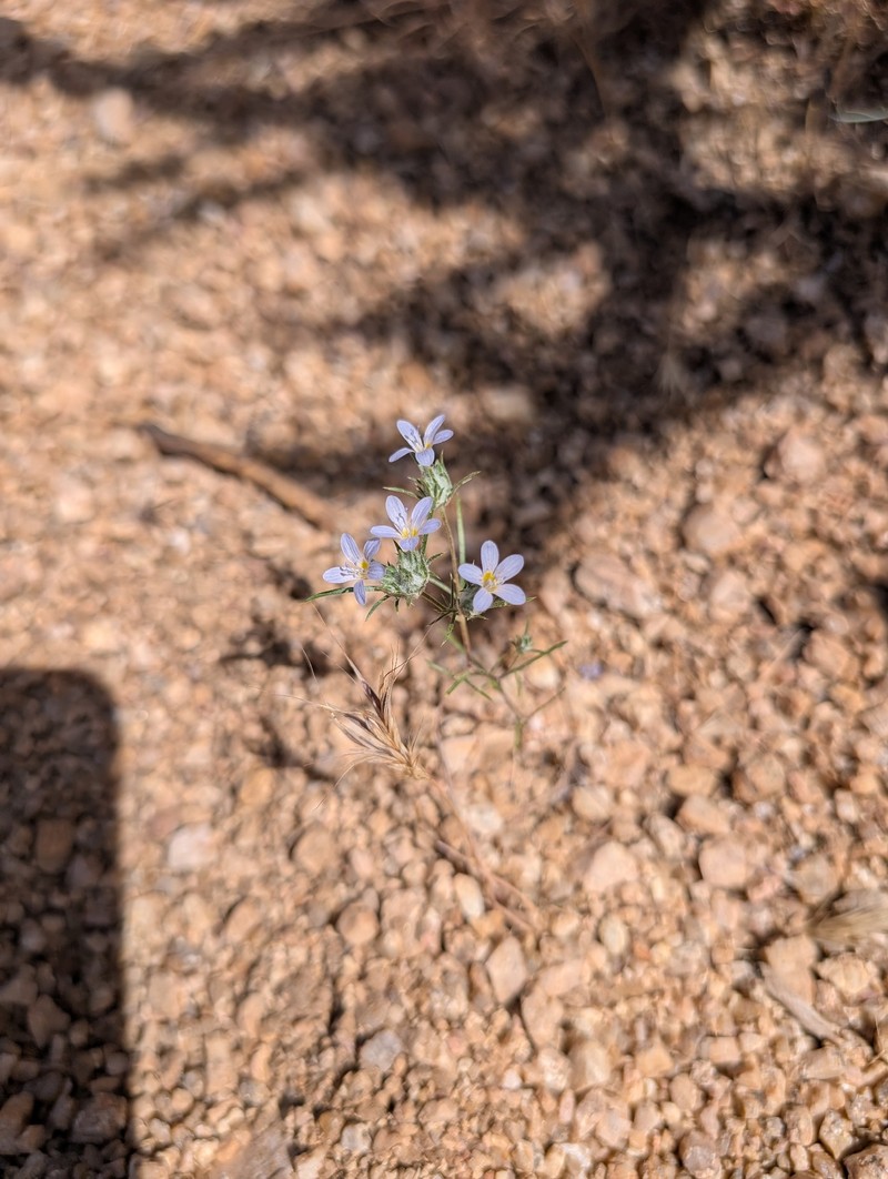 Eriastrum eremicum subsp. yageri photo 2