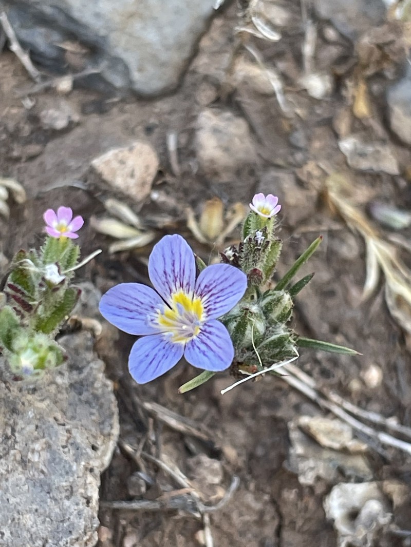 Eriastrum eremicum subsp. yageri photo 3