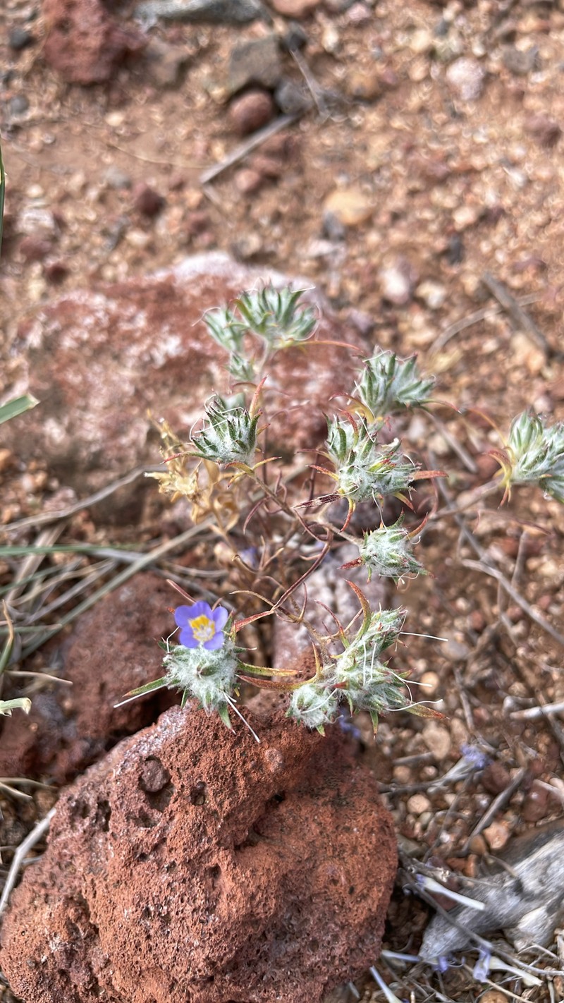 Eriastrum eremicum subsp. yageri photo 4