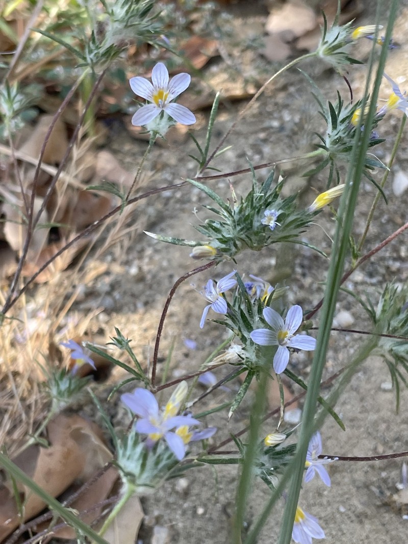 Eriastrum eremicum subsp. yageri photo 5