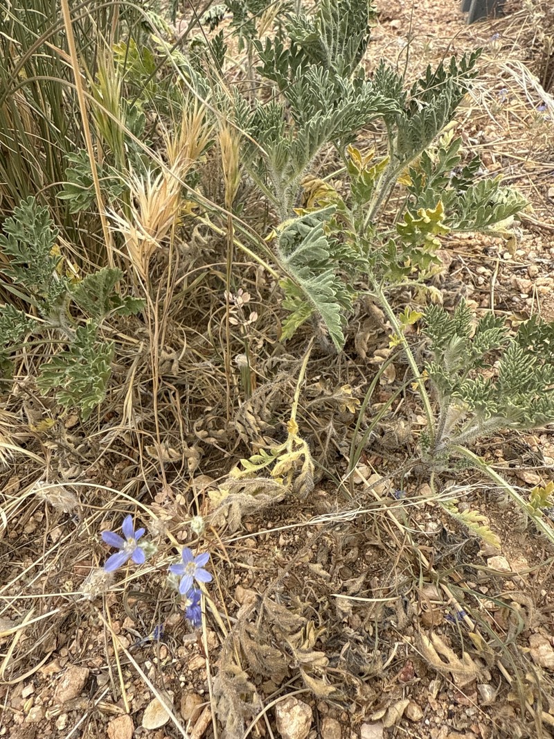Eriastrum eremicum subsp. yageri photo 6