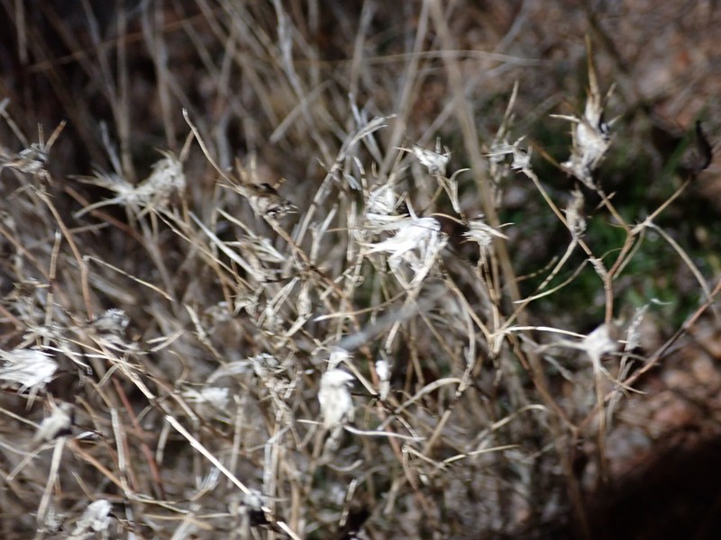 Eriastrum eremicum subsp. yageri photo 7