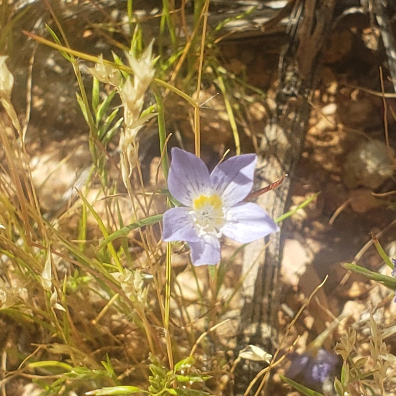 Eriastrum eremicum subsp. yageri photo 8