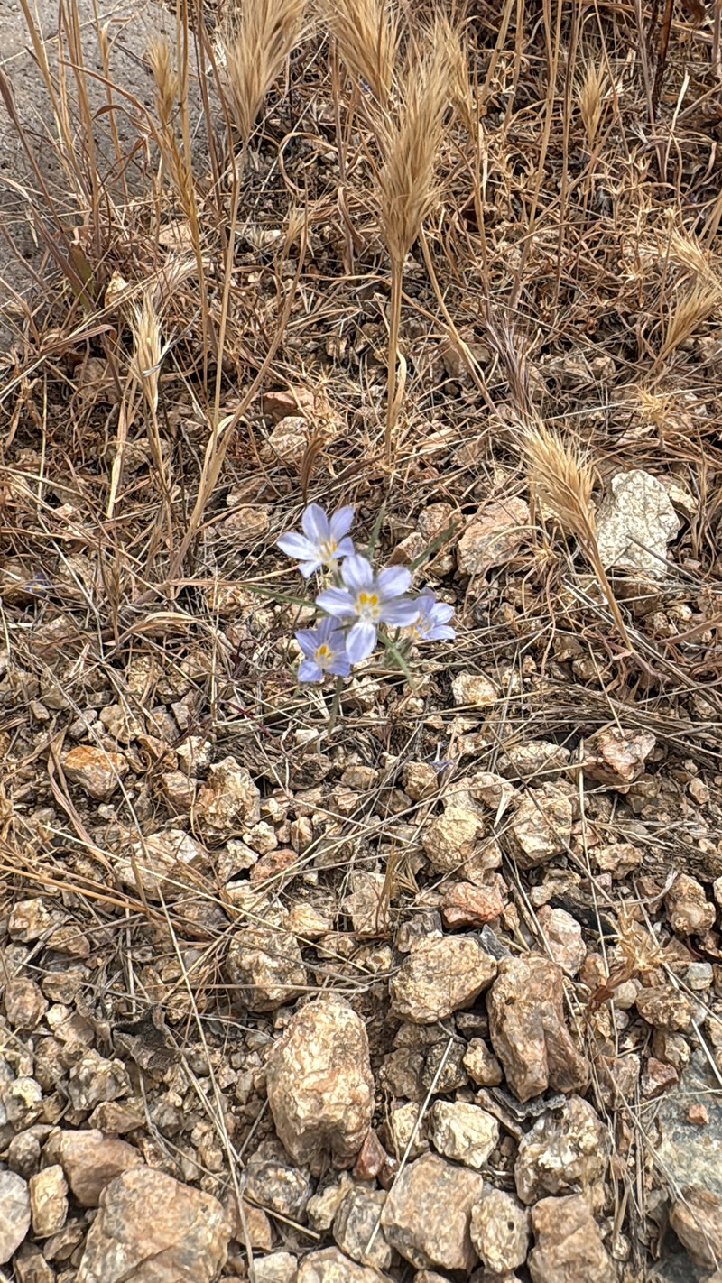 Eriastrum eremicum subsp. zionis