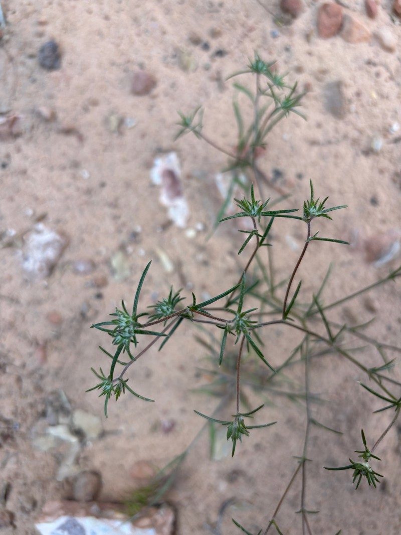 Eriastrum eremicum subsp. zionis photo 2