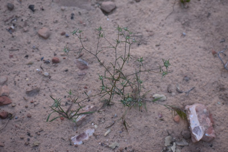 Eriastrum eremicum subsp. zionis photo 3