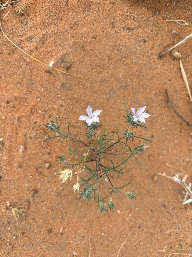 Eriastrum eremicum subsp. zionis photo 4