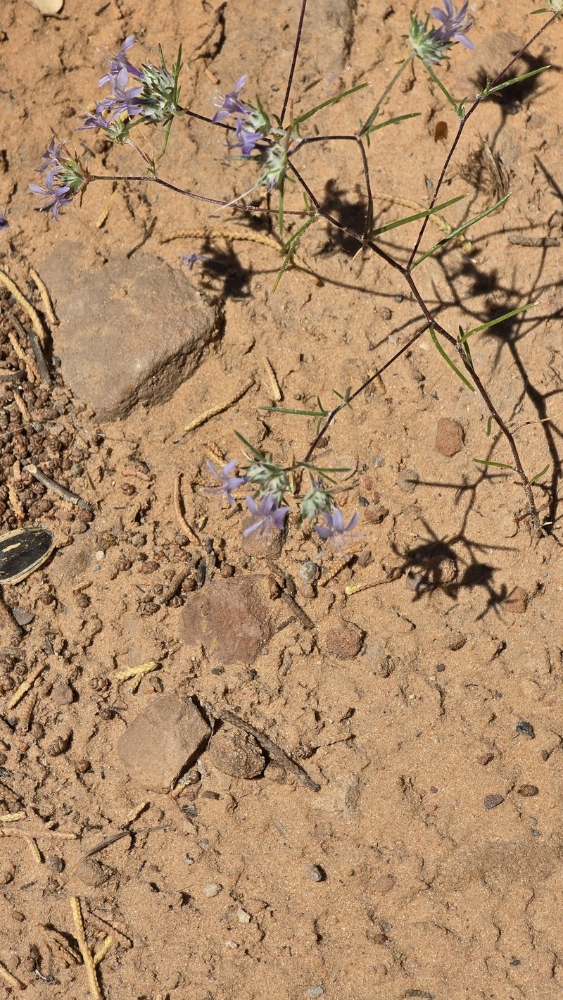 Eriastrum eremicum subsp. zionis photo 5