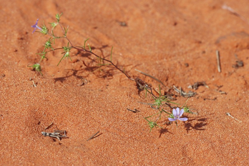 Eriastrum eremicum subsp. zionis photo 6