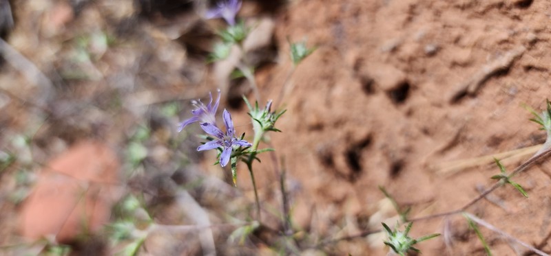Eriastrum eremicum subsp. zionis photo 7