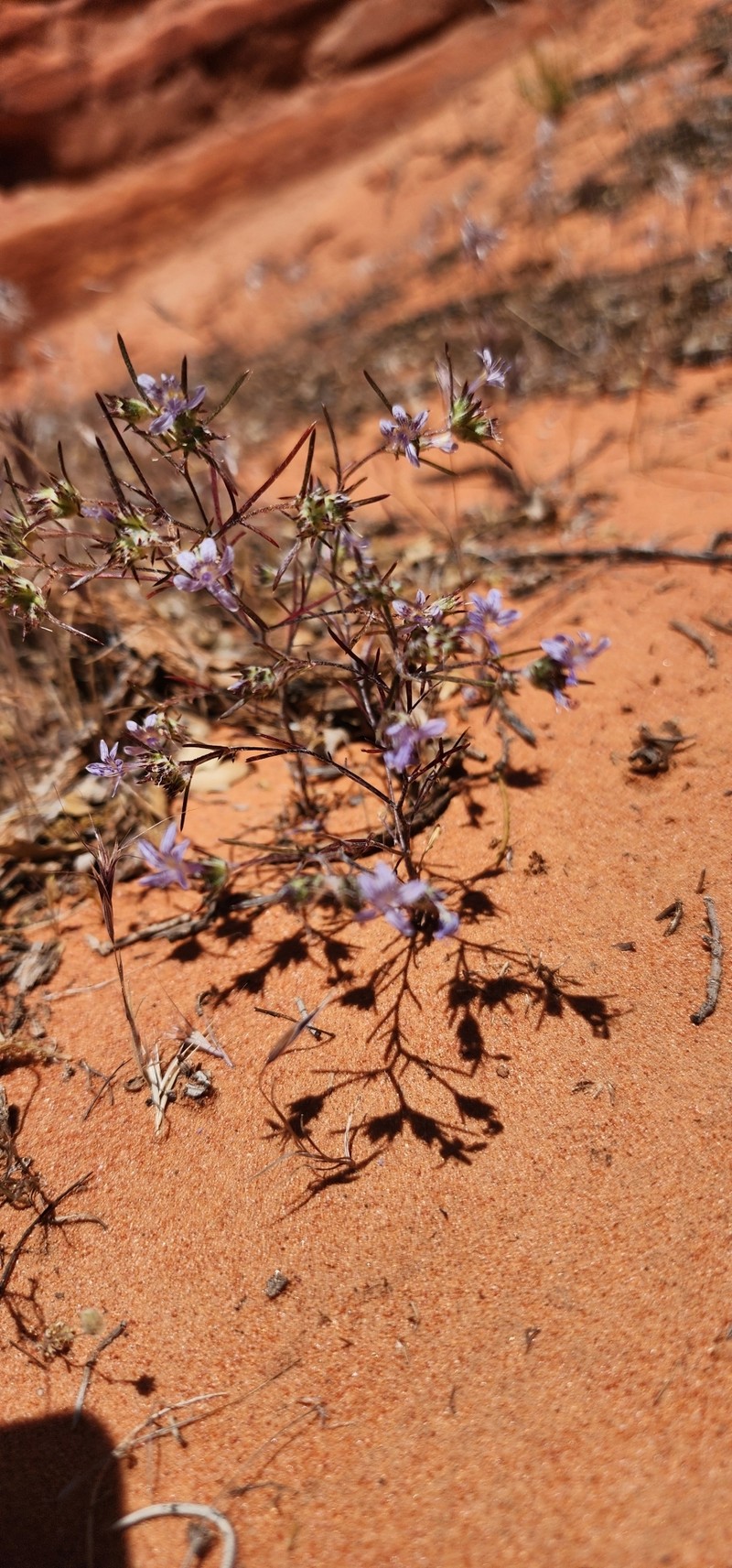 Eriastrum eremicum subsp. zionis photo 8
