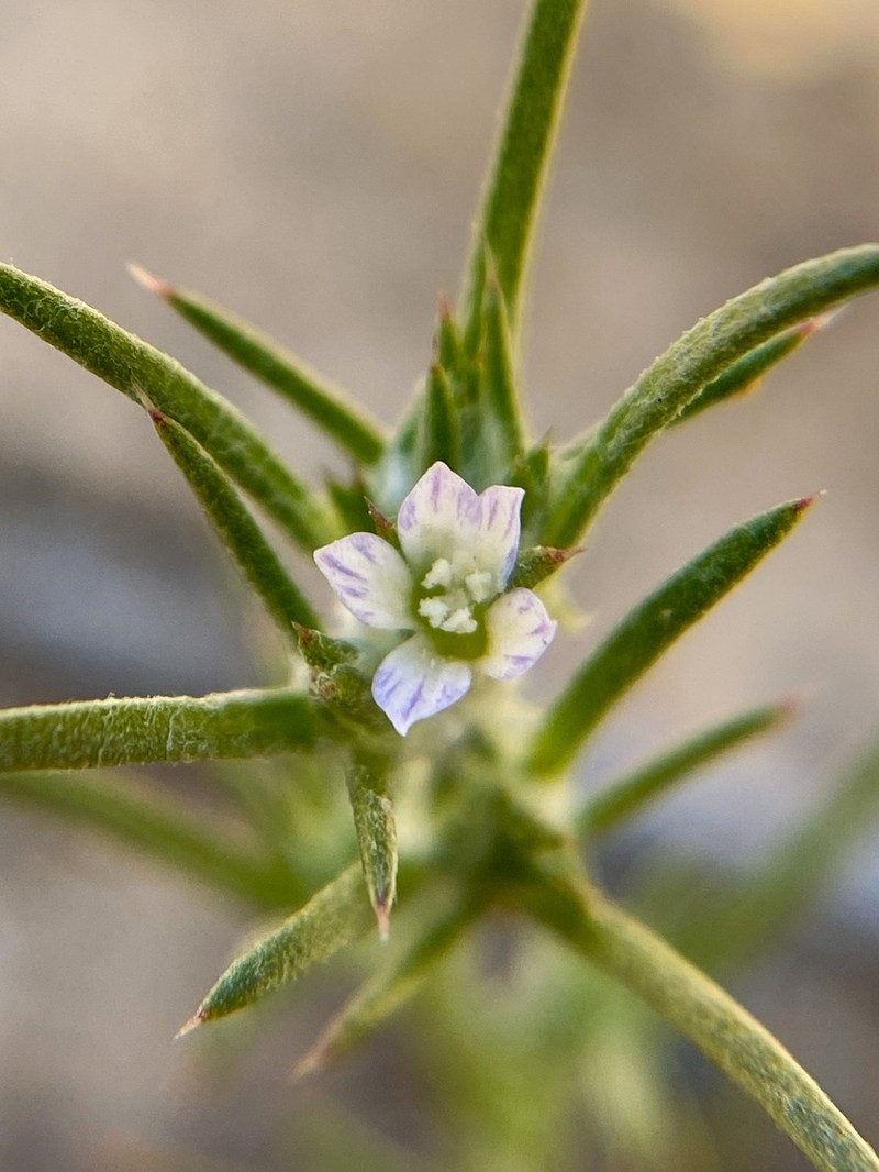 Ertter's Woollystar