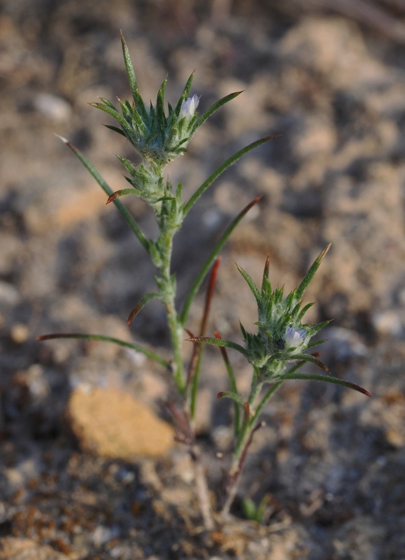 Ertter's Woollystar photo 2