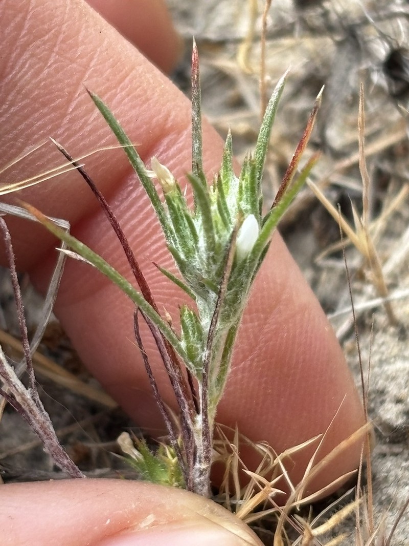 Ertter's Woollystar photo 3