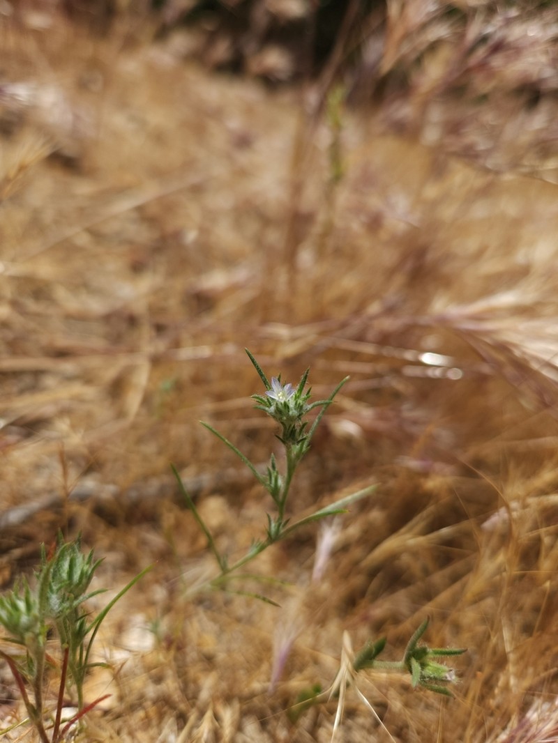 Ertter's Woollystar photo 4