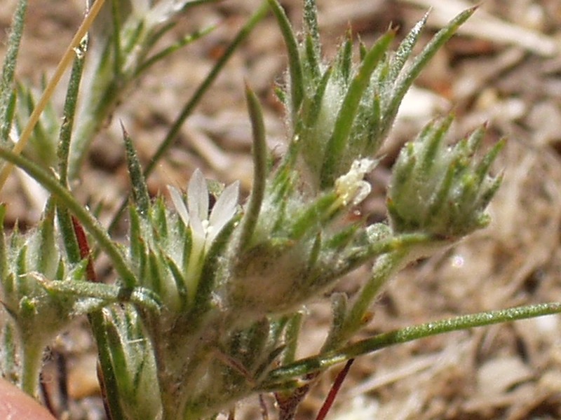 Ertter's Woollystar photo 5