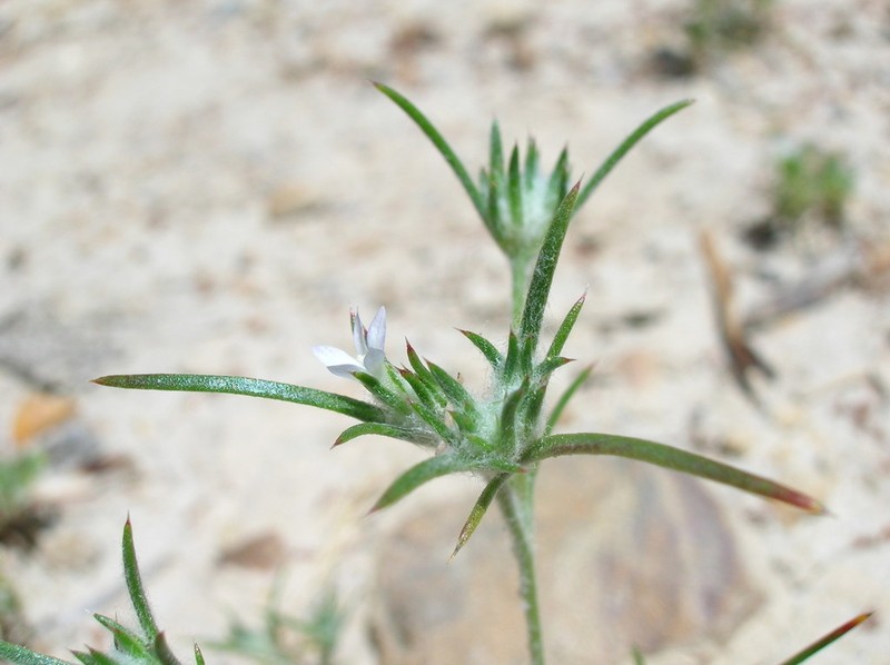 Ertter's Woollystar photo 6
