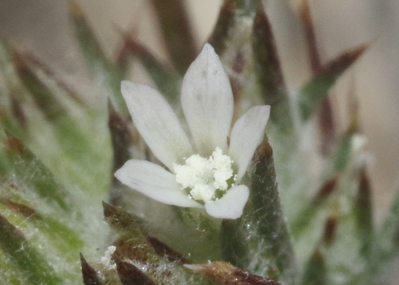 Ertter's Woollystar photo 7