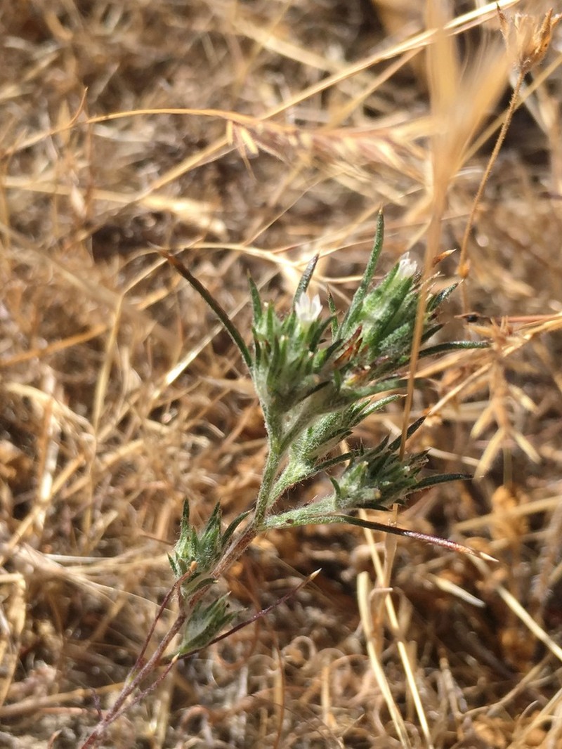 Ertter's Woollystar photo 8