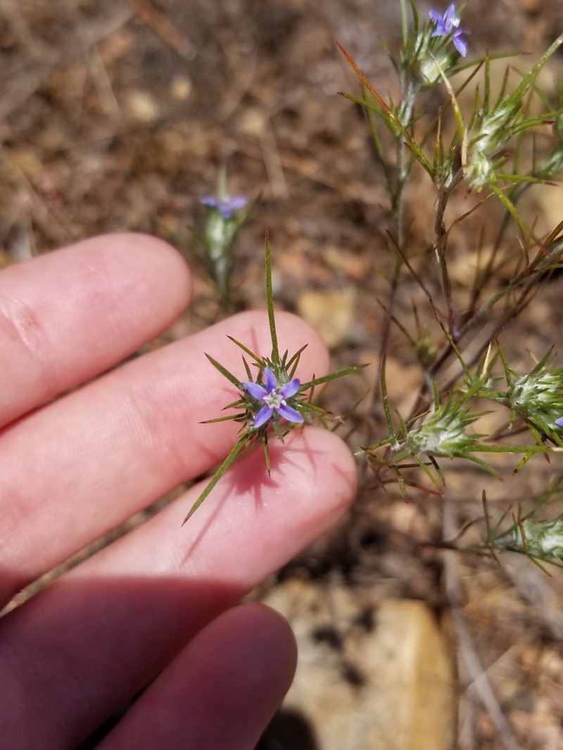 Lavender Woollystar