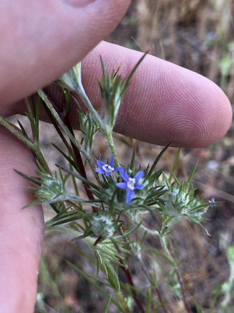 Lavender Woollystar photo 2