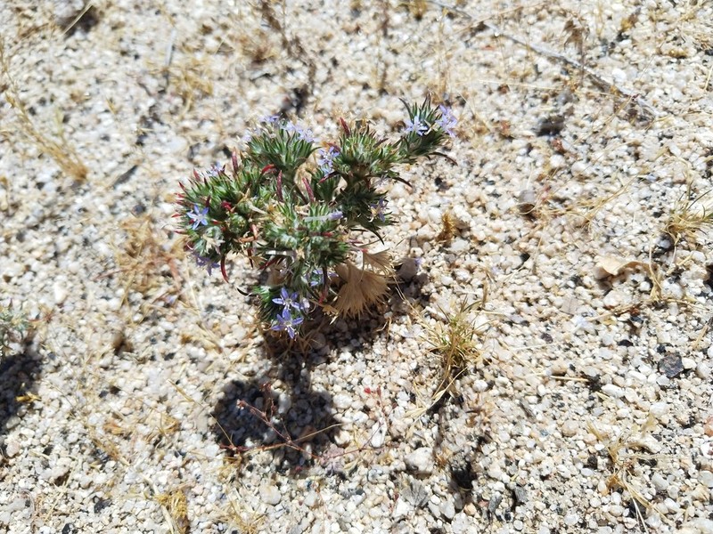 Lavender Woollystar photo 3