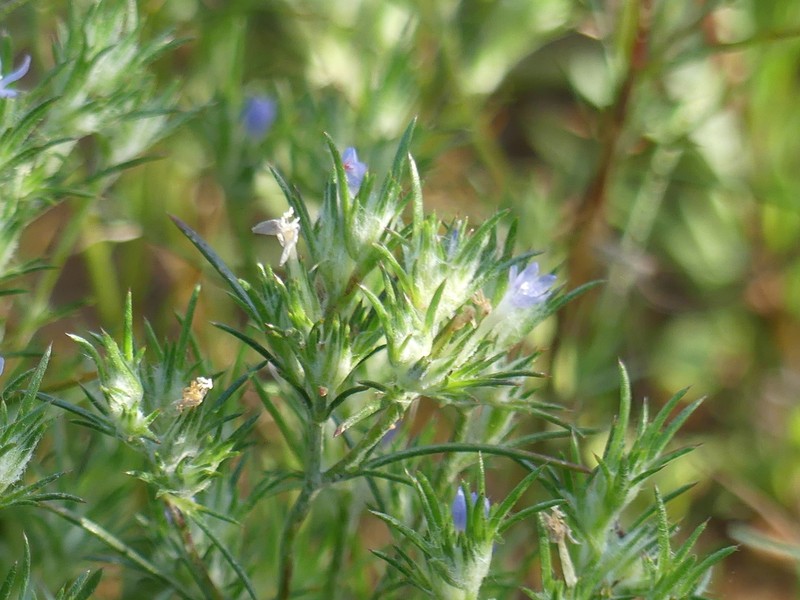 Lavender Woollystar photo 4