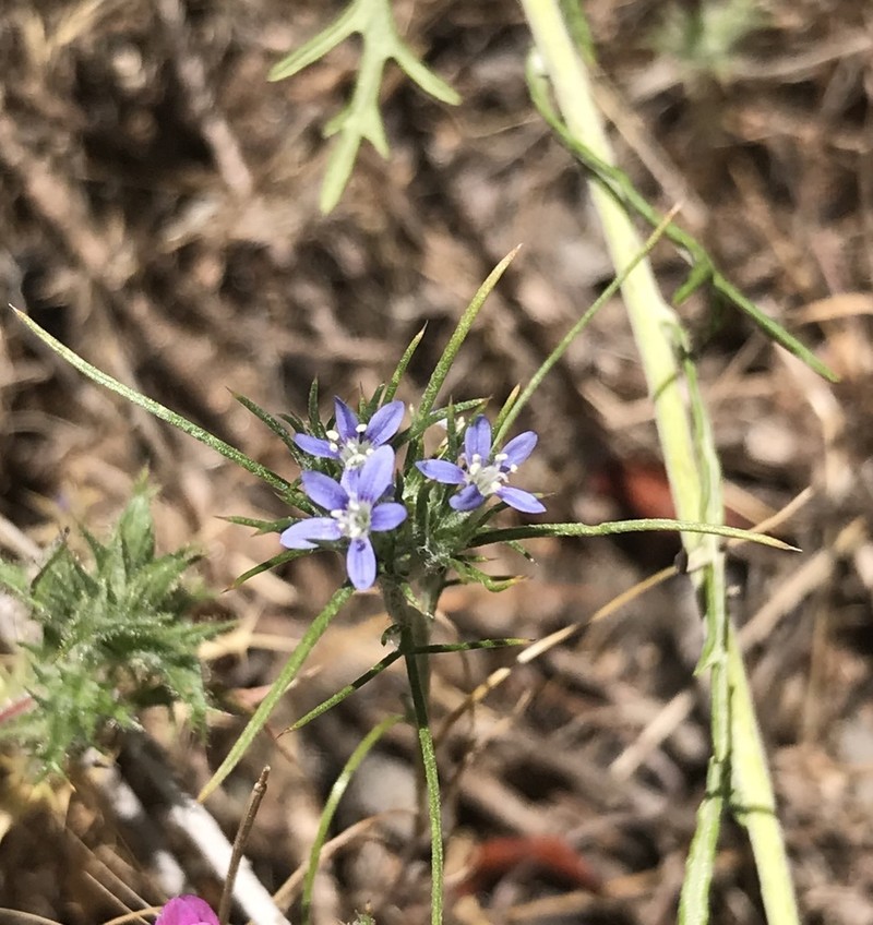 Lavender Woollystar photo 5