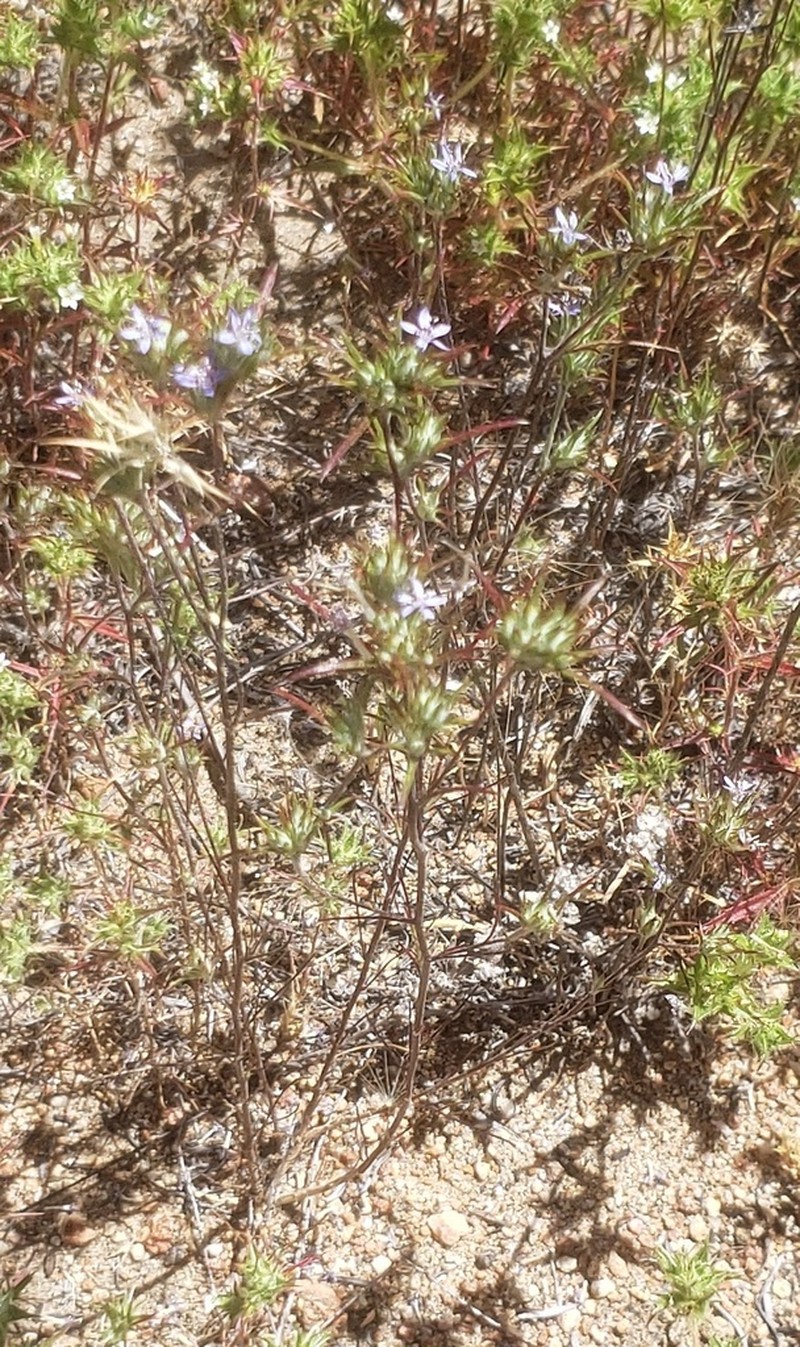 Lavender Woollystar photo 6