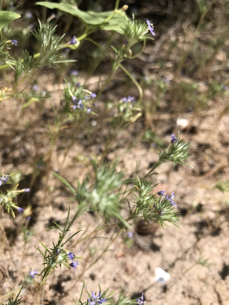 Lavender Woollystar photo 7