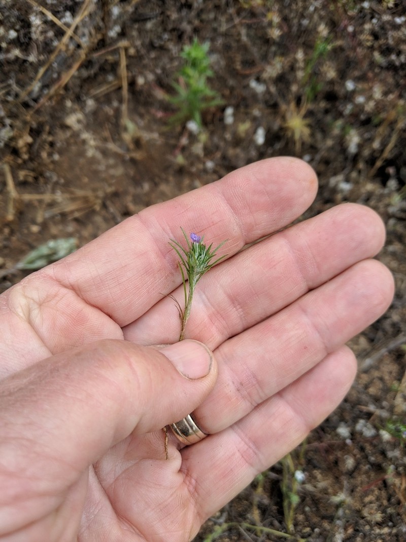 Lavender Woollystar photo 8