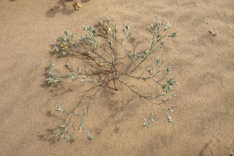 Harwood's Woollystar
