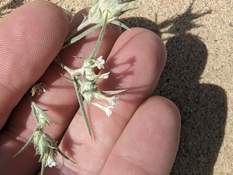 Harwood's Woollystar photo 2