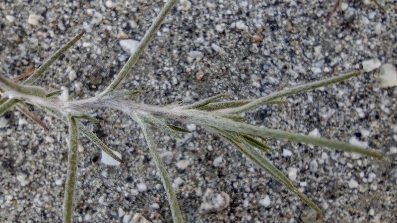 Harwood's Woollystar photo 3