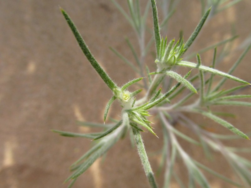 Harwood's Woollystar photo 5
