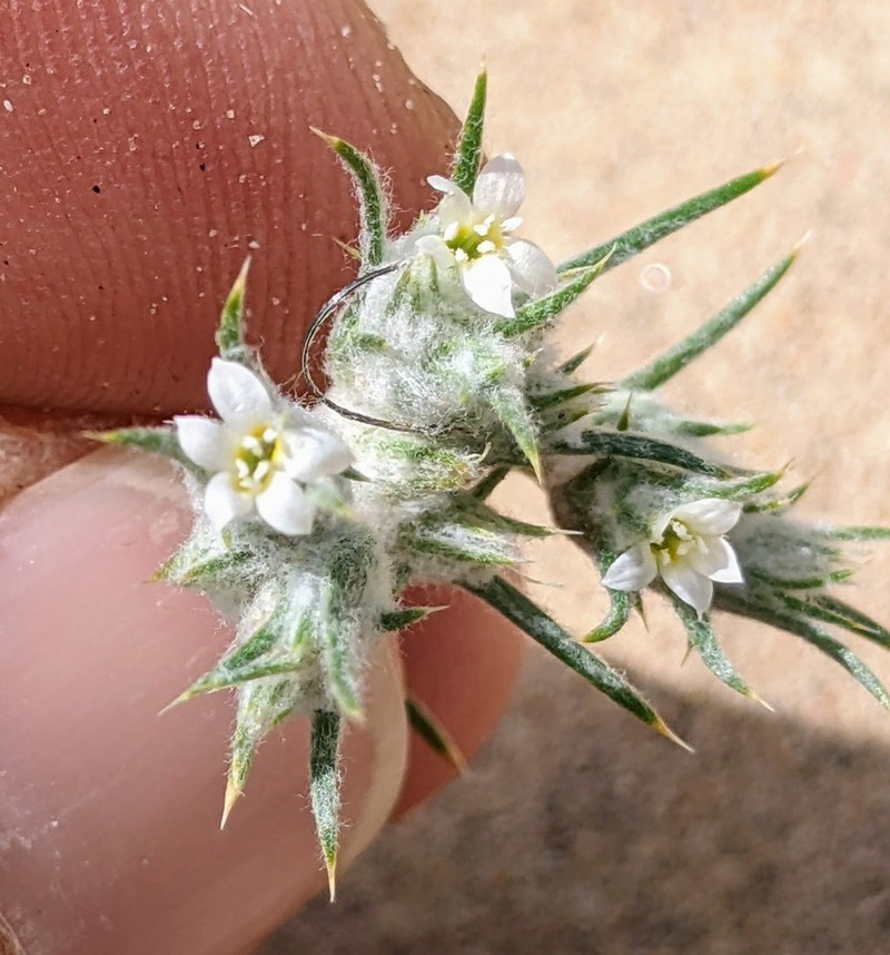 Harwood's Woollystar photo 6