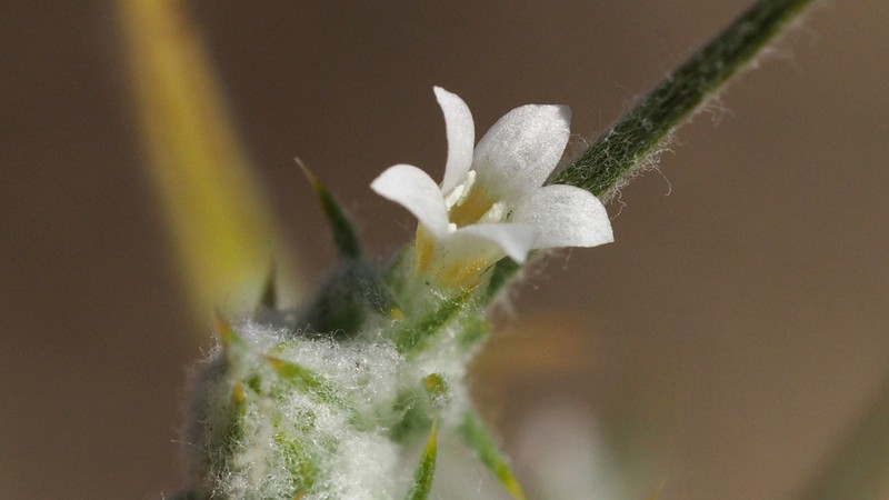 Harwood's Woollystar photo 7