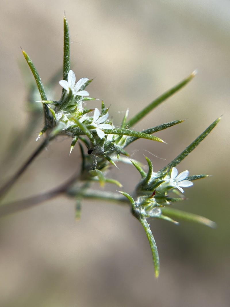 Hoover's Woollystar